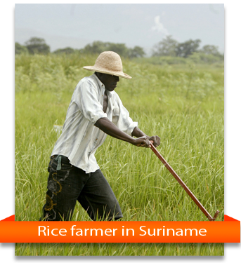 Ricefarmer Suriname